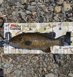 スモールマウスバスの釣果