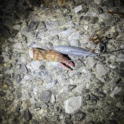 ウツボ