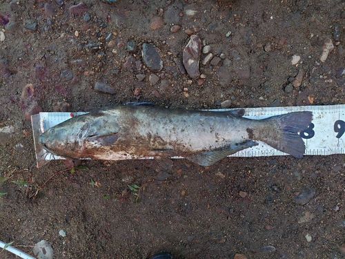 アメリカナマズの釣果