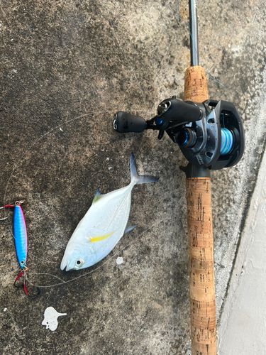 メッキの釣果