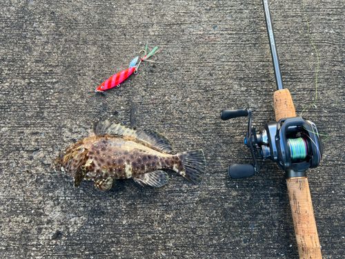 カンモンハタの釣果