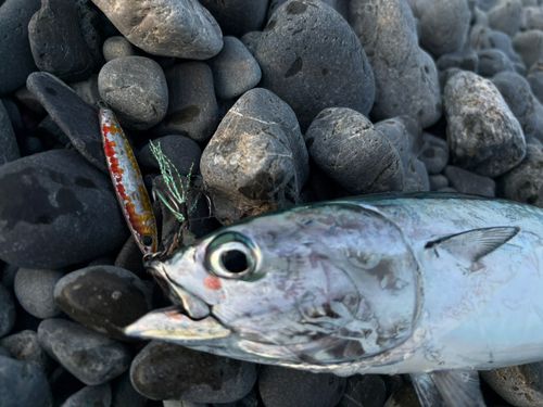 ソウダガツオの釣果