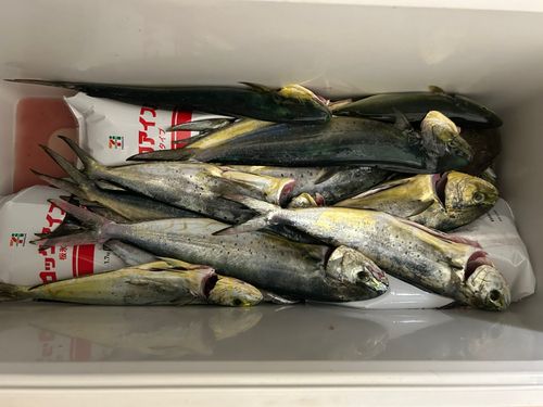 ツバスの釣果