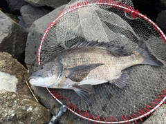 クロダイの釣果