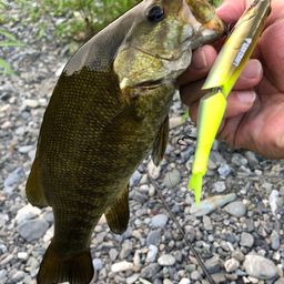 スモールマウスバス