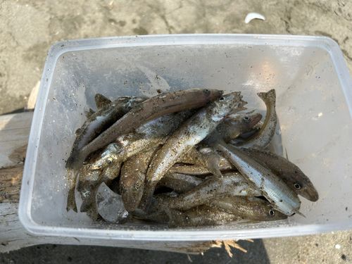 キスの釣果