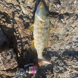 ムネアカクチビ