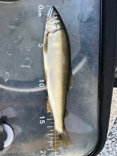 アユの釣果
