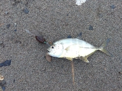 オニヒラアジの釣果