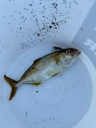 シオの釣果