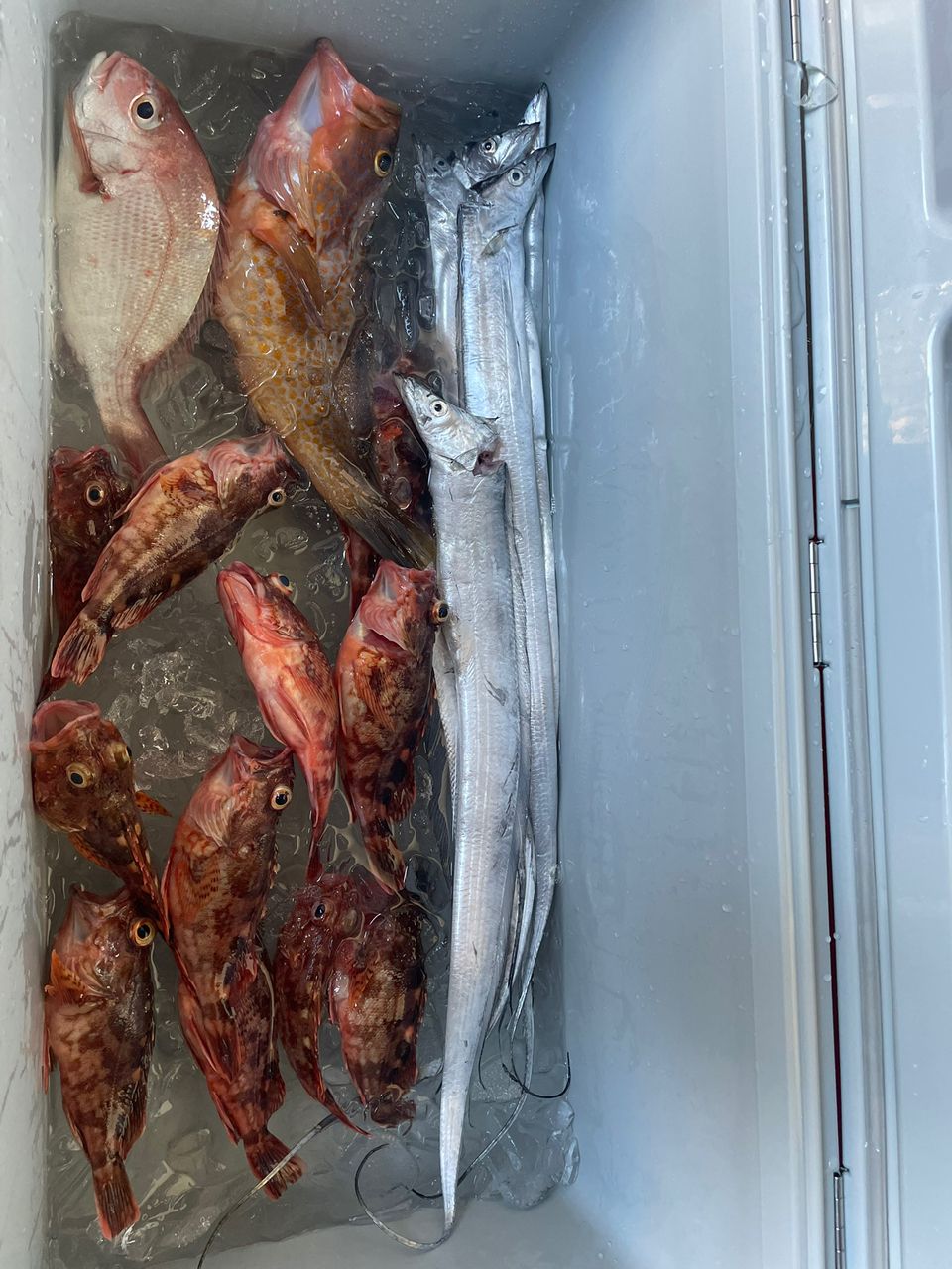 GORO@S13さんの釣果 2枚目の画像