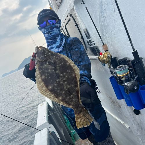 ヒラメの釣果