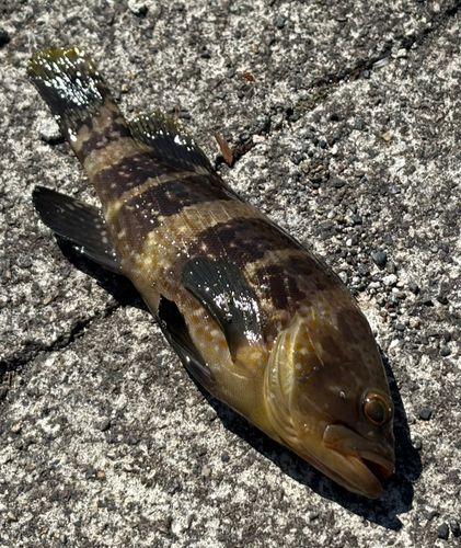 アオハタの釣果