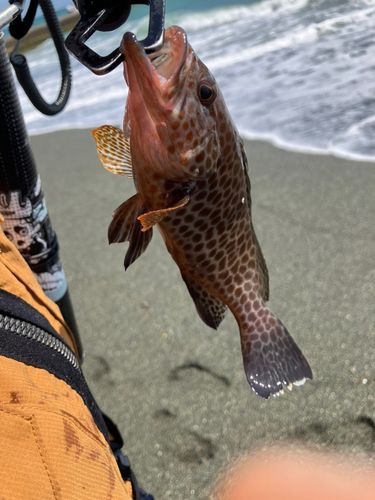 オオモンハタの釣果
