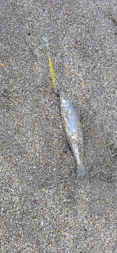 シロギスの釣果