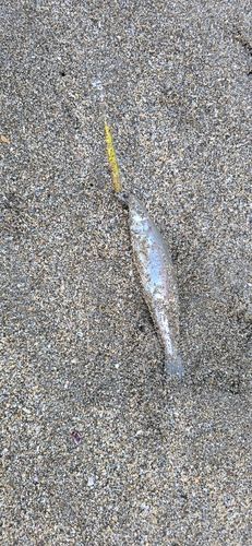シロギスの釣果