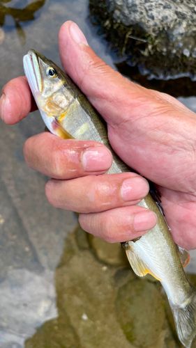 アユの釣果