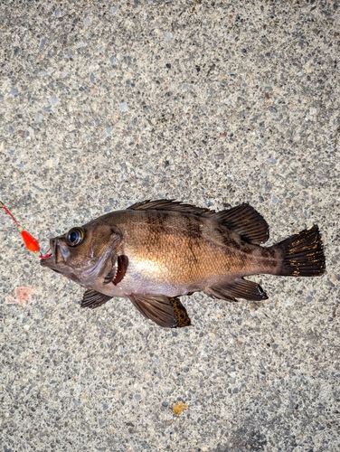 メバルの釣果