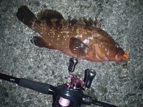 アコウの釣果