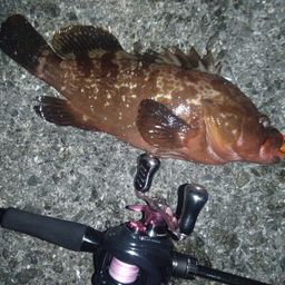 アコウ