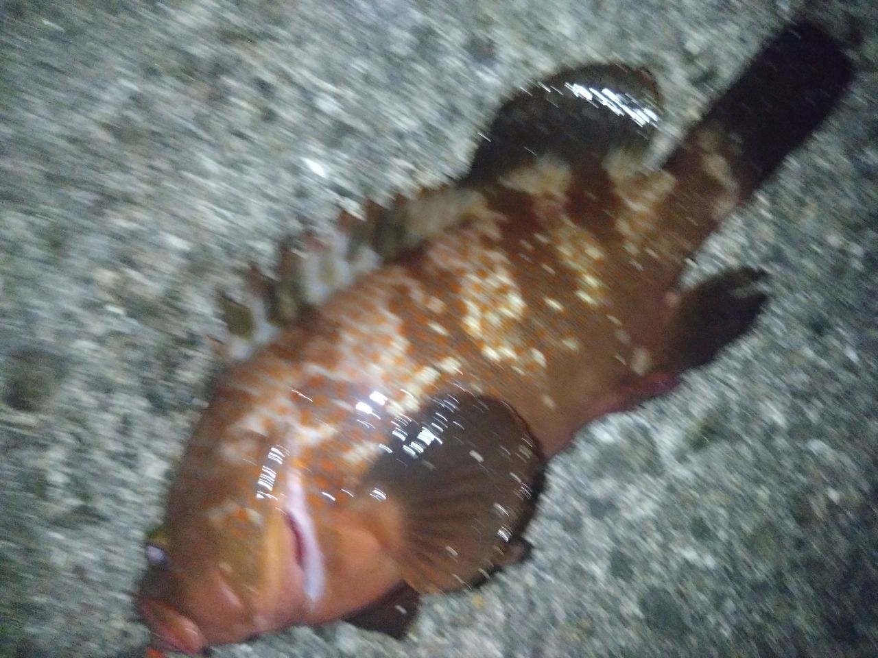アコウ