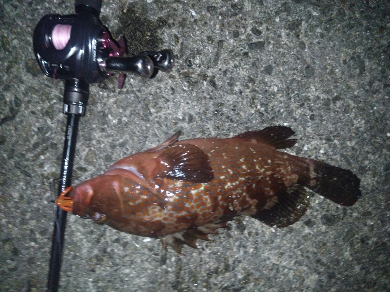 アコウ
