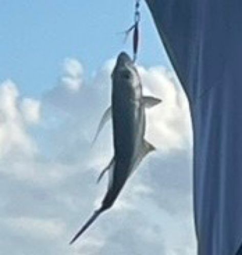 ギンガメアジの釣果