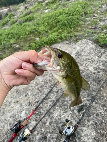 ラージマウスバスの釣果