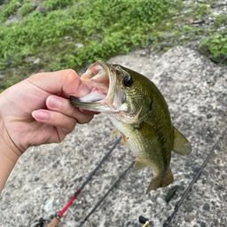 ラージマウスバス