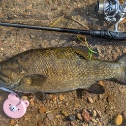 スモールマウスバス