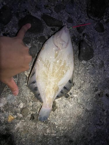 クロガシラガレイの釣果