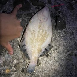 クロガシラガレイ