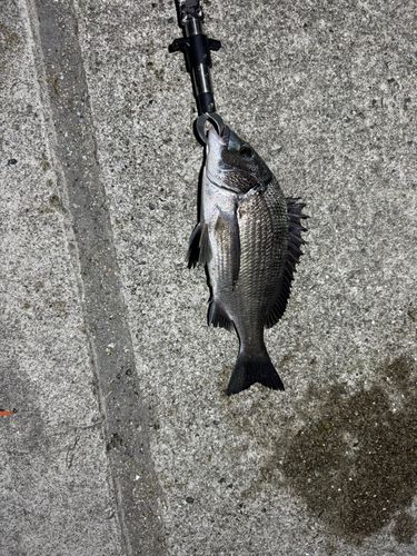 チヌの釣果