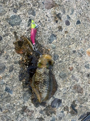 アオリイカの釣果