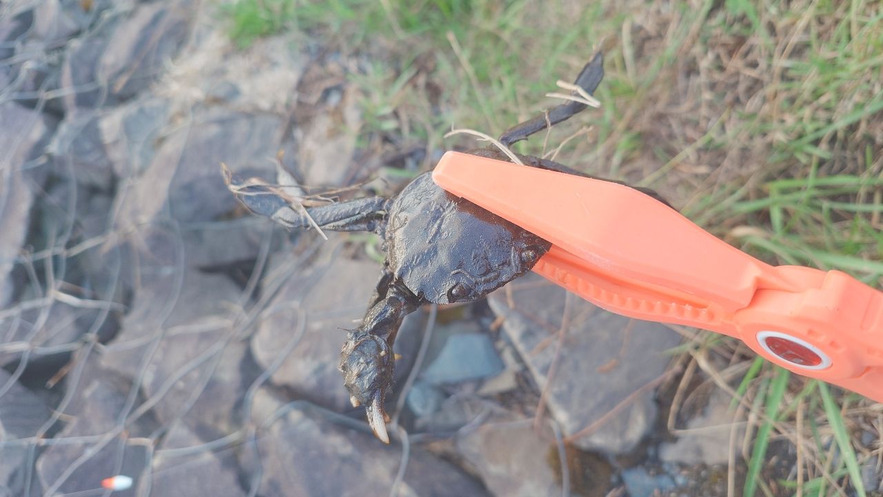 モクズガニ