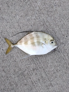 イトヒキアジの釣果