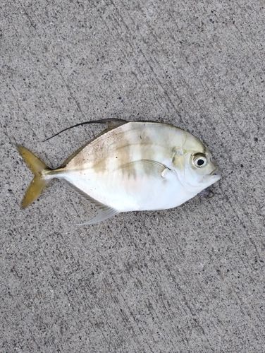 イトヒキアジの釣果