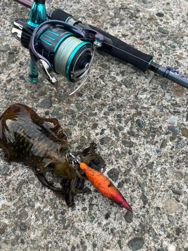 アオリイカの釣果