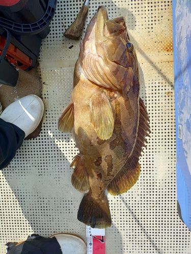 ホウキハタの釣果