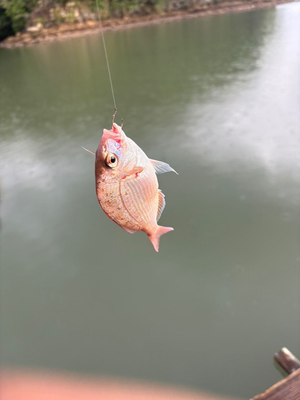 クロダイ