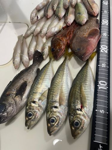アジの釣果