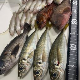 アジ