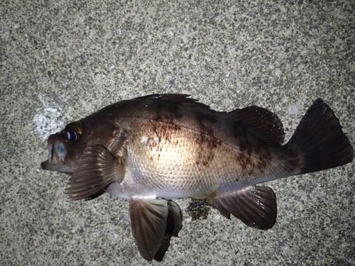 クロメバルの釣果