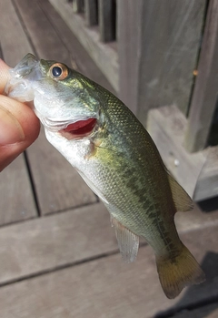 ラージマウスバスの釣果