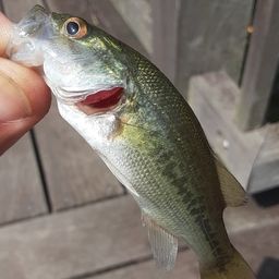 ラージマウスバス