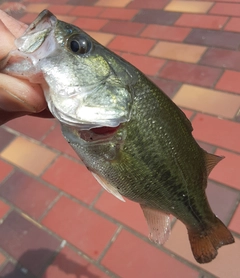 ラージマウスバスの釣果