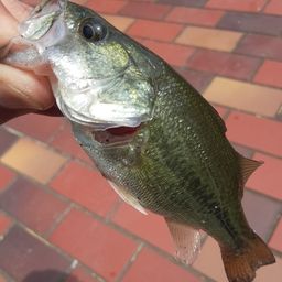 ラージマウスバス