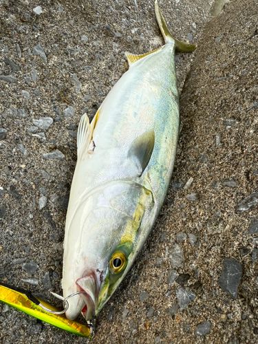 イナダの釣果