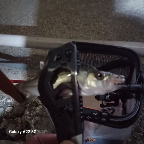 セイゴ（マルスズキ）の釣果