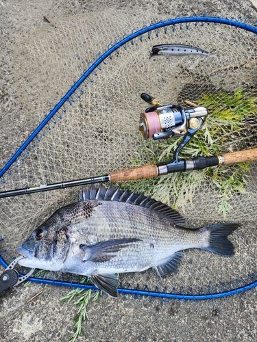 クロダイの釣果